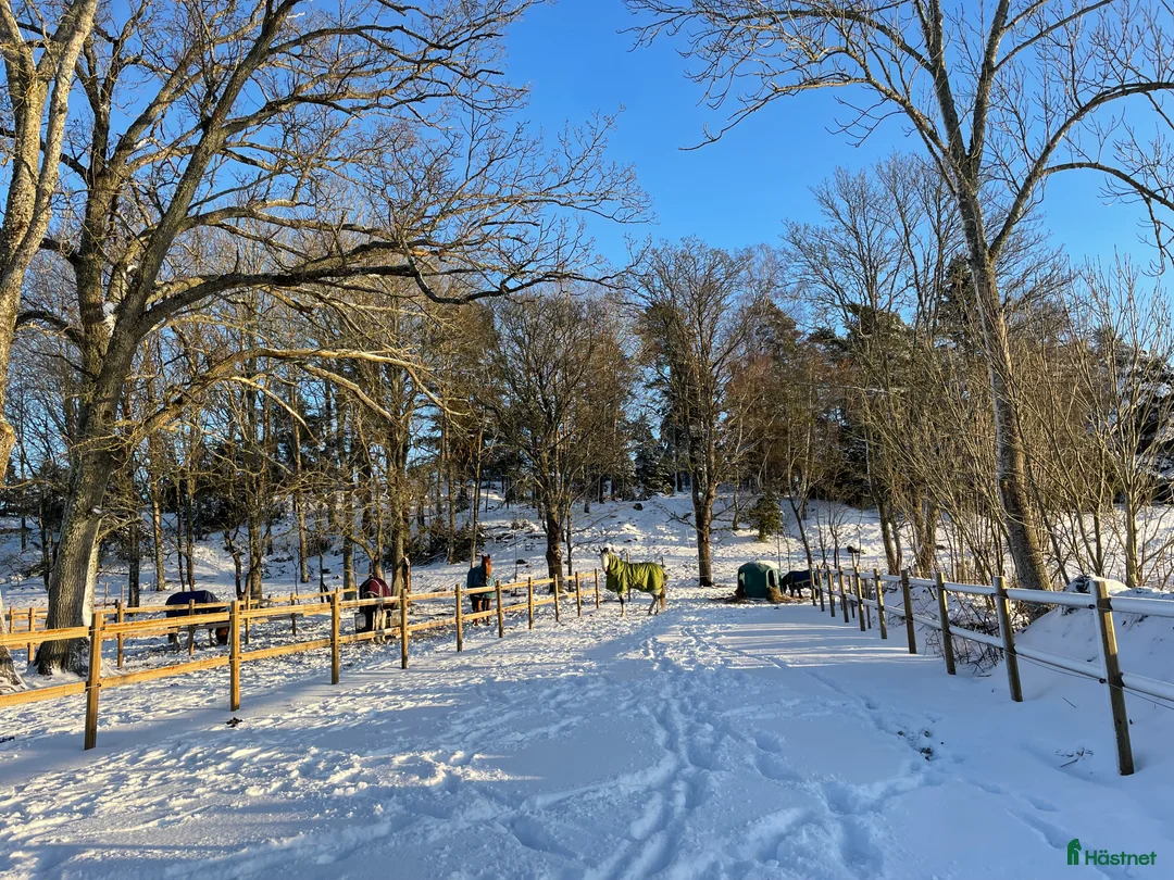  hästservice finnes: Söker dig som vill driva hästverksamhet hos oss!  i Nyköping - Annons 8