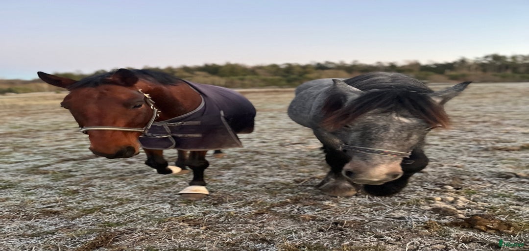 Galleribild {{count}}