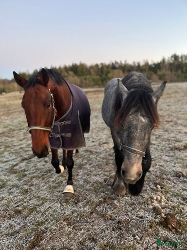 Galleribild {{count}}