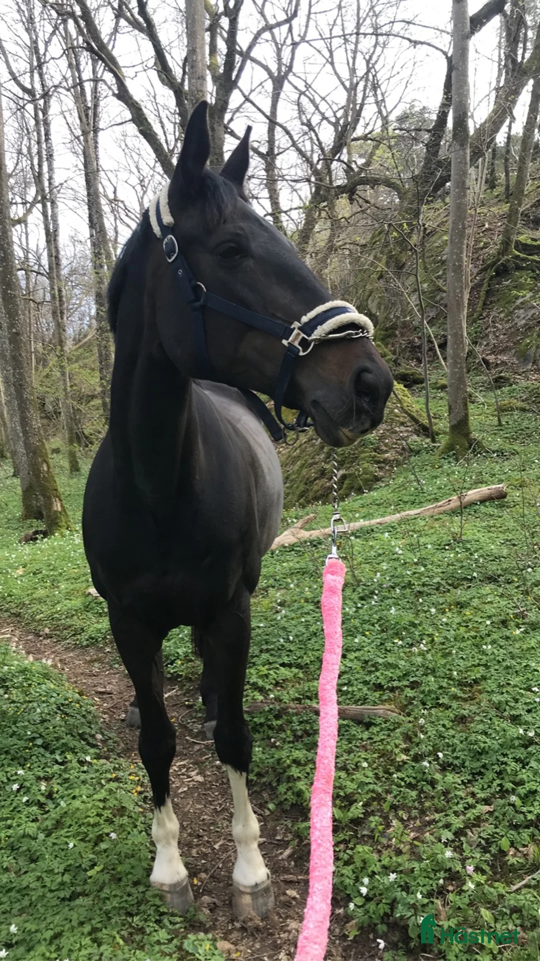 Allround hästar till salu: Aveslto/läromästare/sällskap  i Göteborg - Annons 3