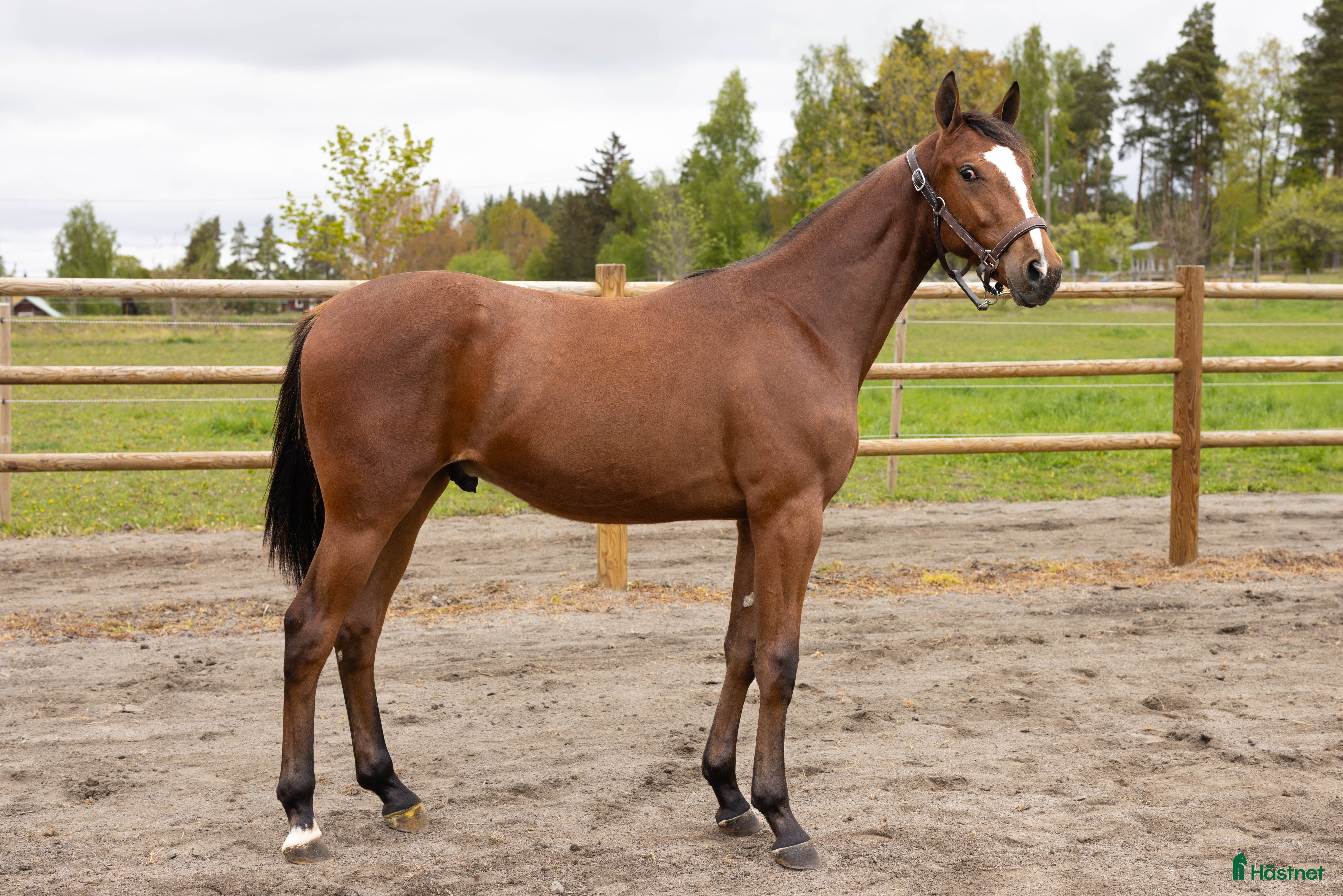  hästar Andelshäst - Annons 1