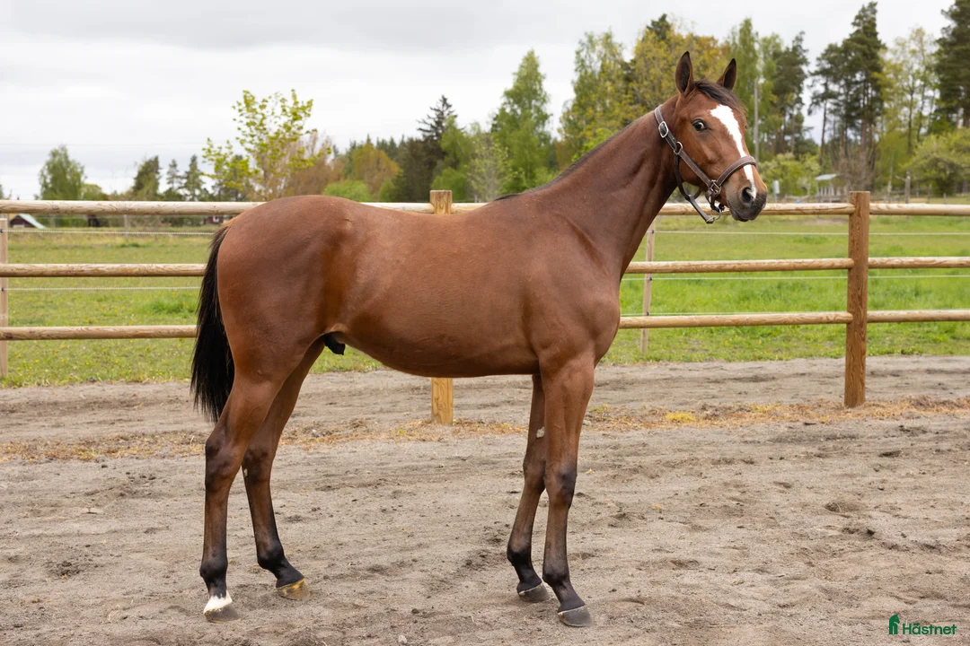 Trav hästar till salu: Andelshäst - Annons 1