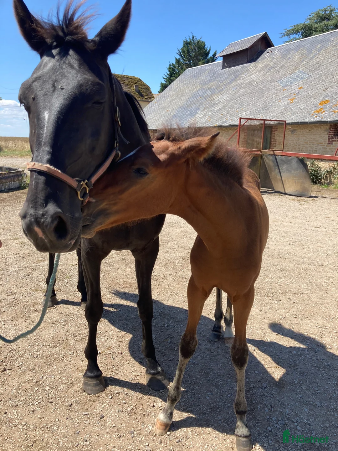 Avelshästar hästar till salu: Fint sto till avel, ridning eller sällskap  i Klippan - Annons 3