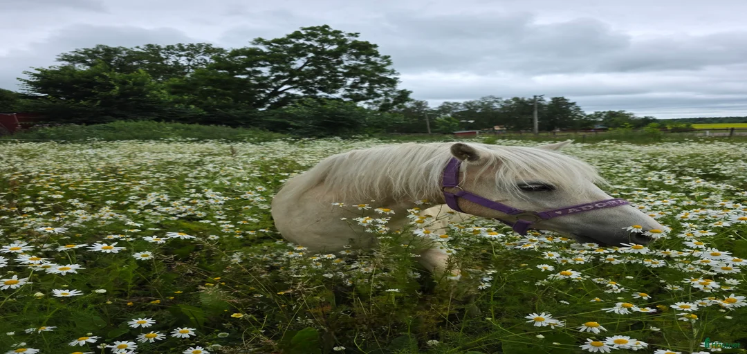 Galleribild {{count}}