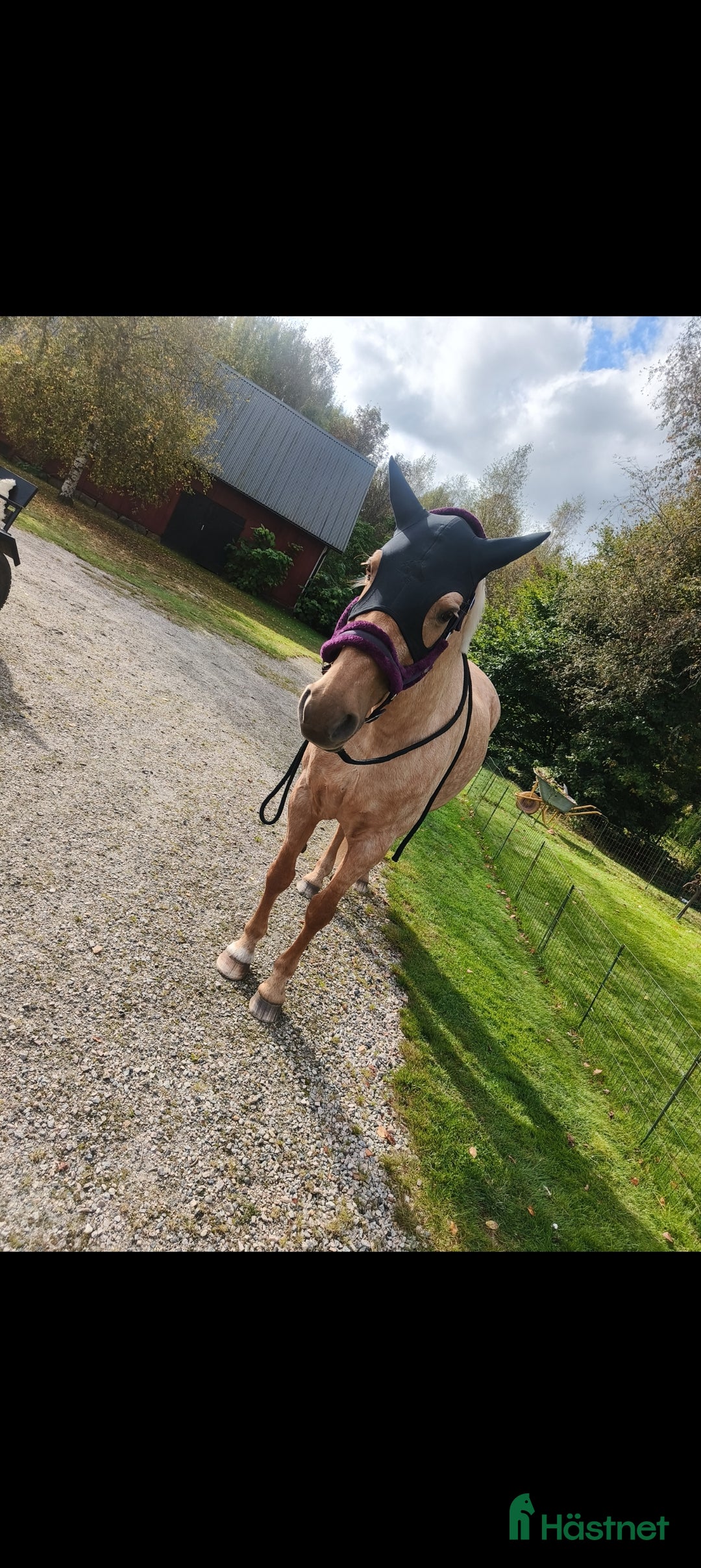  foderhäst finnes: Palamino sto utlånas för avel eller sällskap  i Eneryda - Annons 11