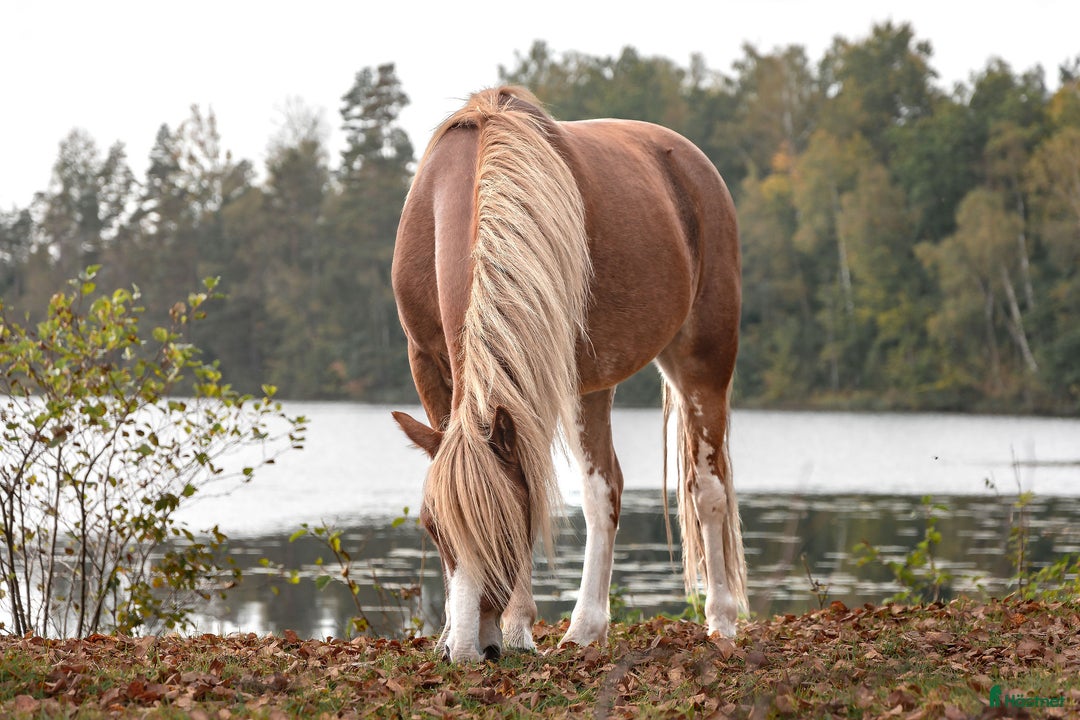 Allround hästar till salu: Monty i Lidhult - Bild 8