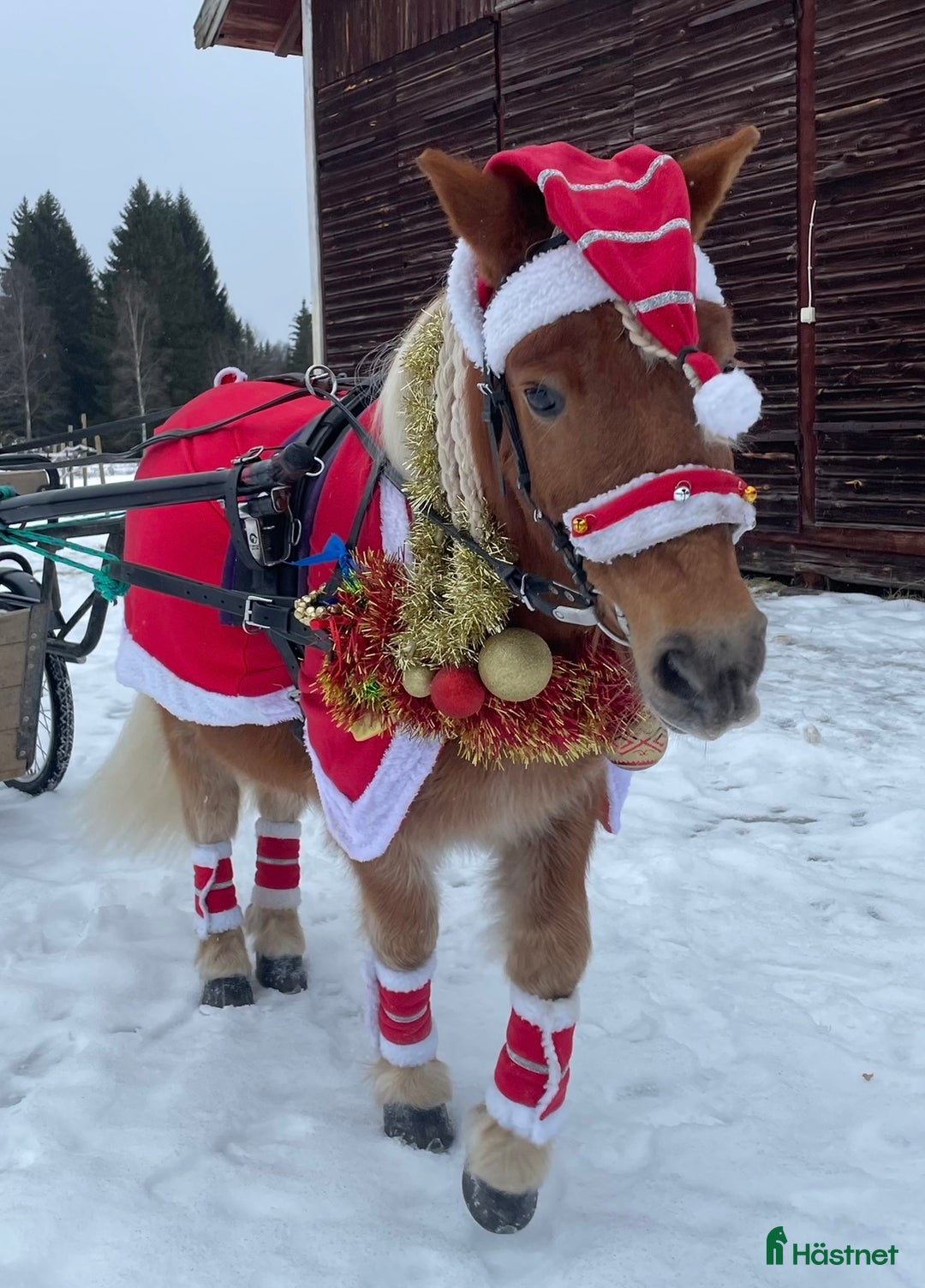 Allround hästar till salu: Gläntans Dacar i Mora - Annons 5