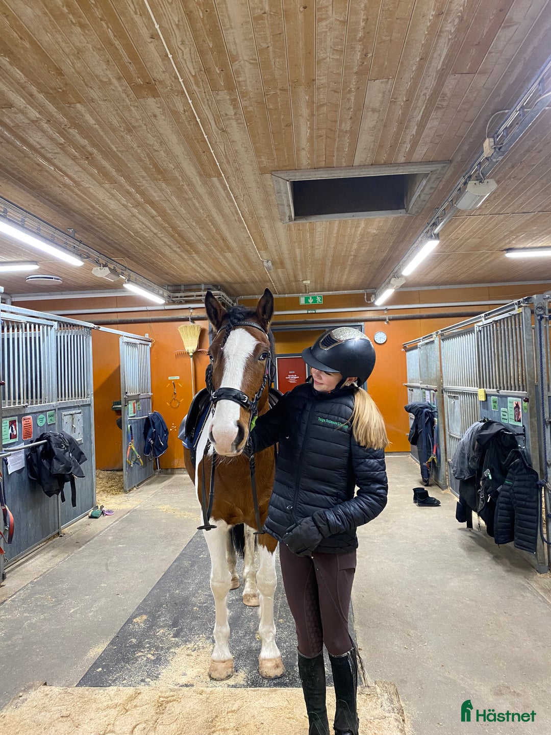  medryttarhäst sökes: Söker en kompis att utvecklas med!😍 - Annons 3