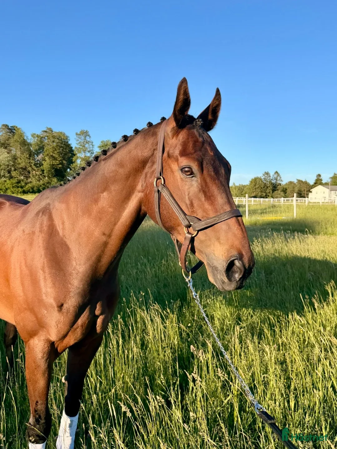 Allround hästar till salu: Nallebjörn med hjärta av guld söker ny bästis - Annons 1