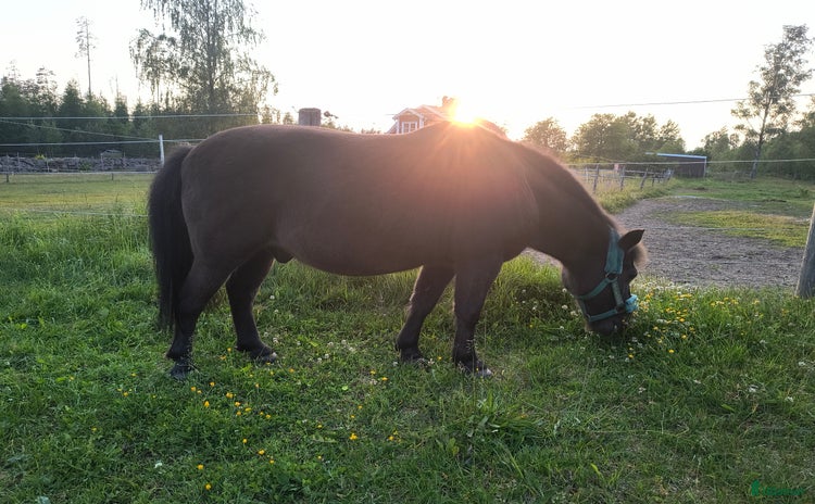  hästar i Lessebo - Annons 1