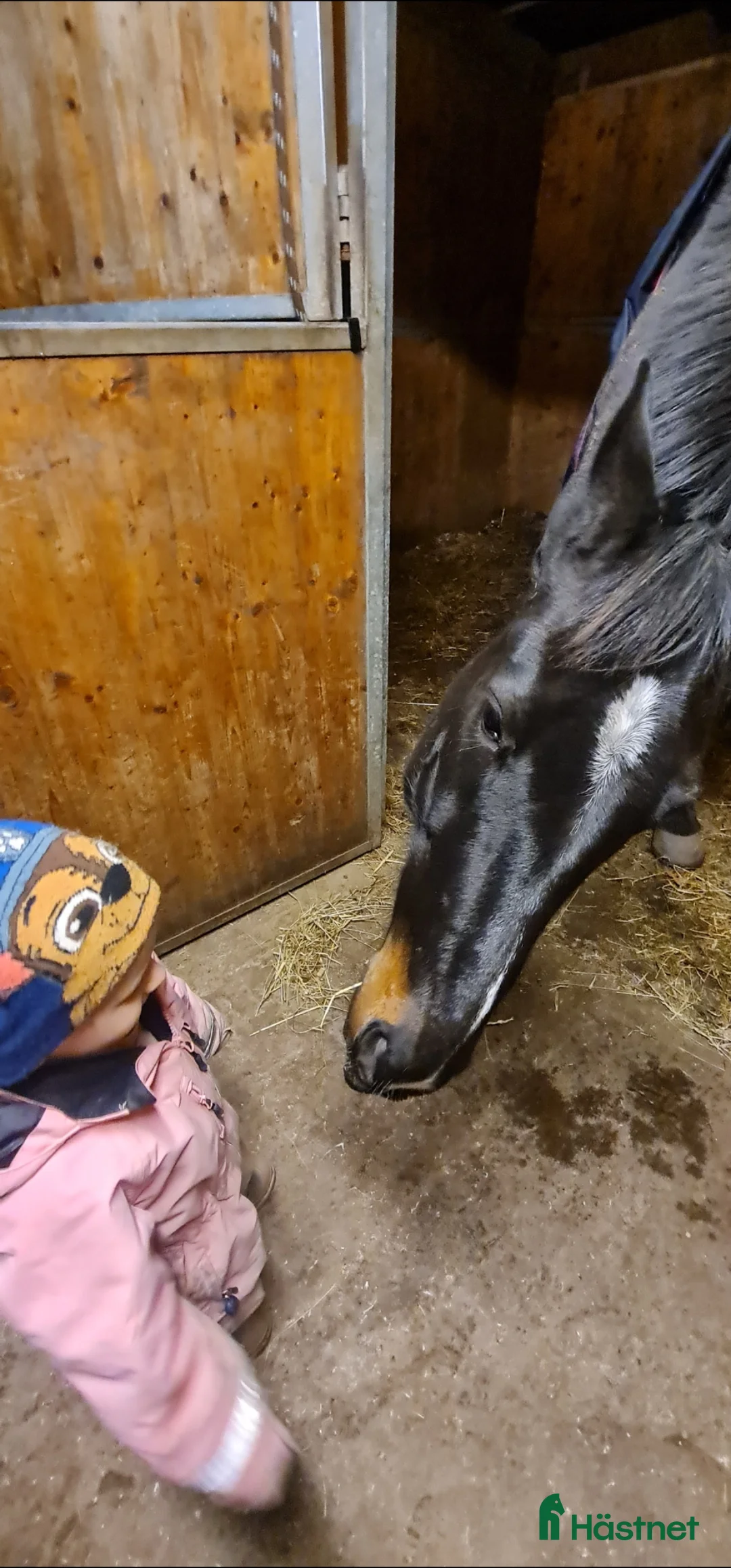 Allround hästar till salu: Världens finaste häst - Annons 4