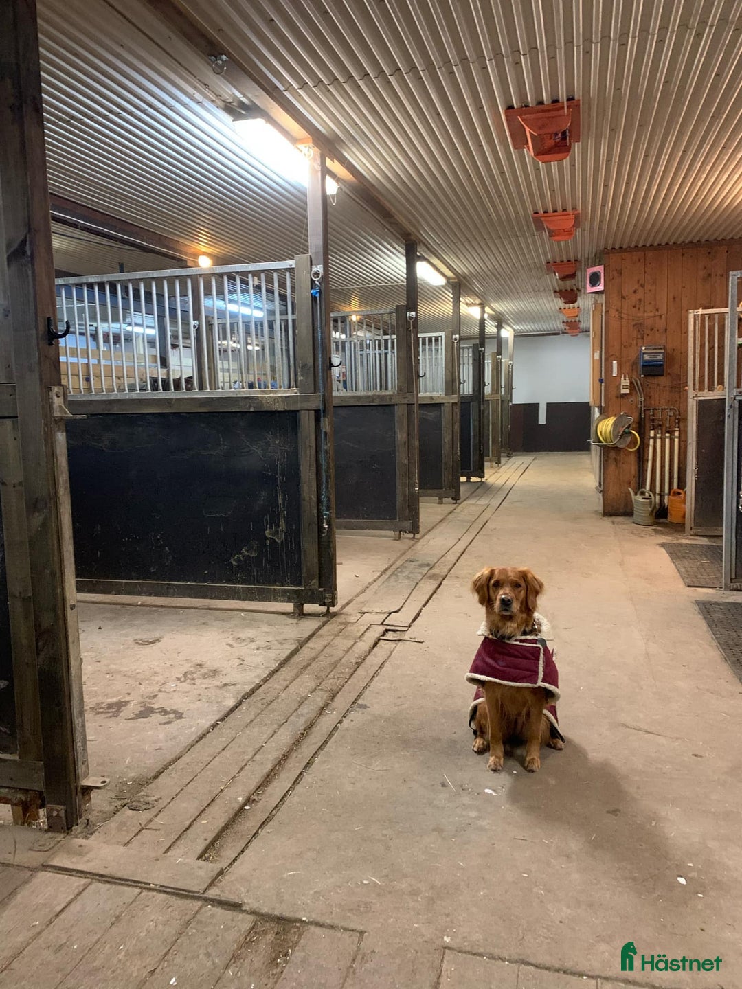  stallplats finnes: Lösdriftsplatser till sto i Örebro - Annons 2