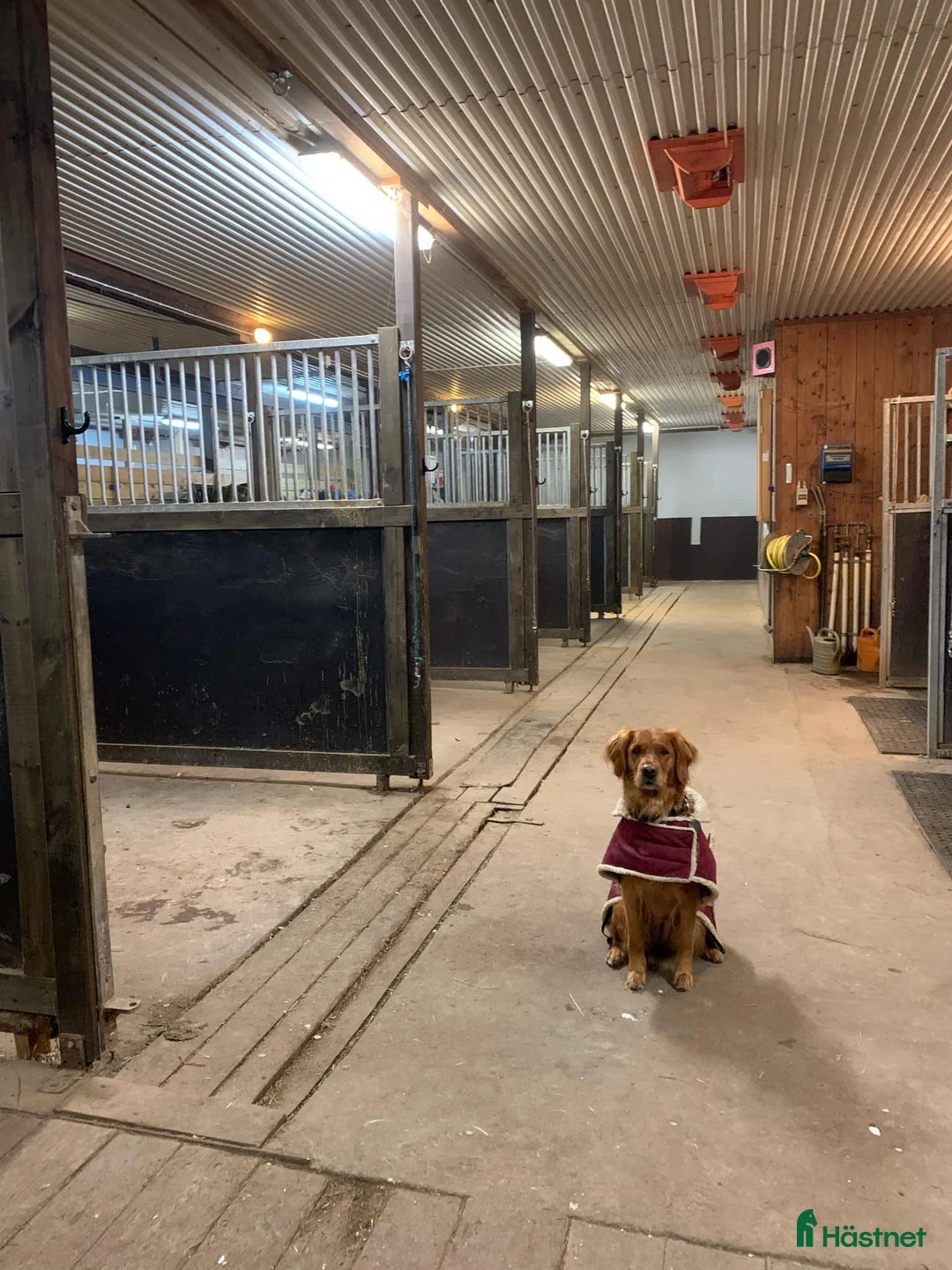  stallplats finnes: Lösdriftsplatser till valack och sto - Annons 2