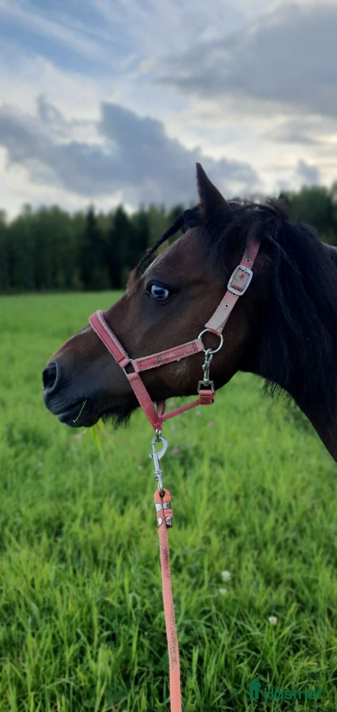 Allround hästar till salu: Träningskompis i Falun - Annons 2