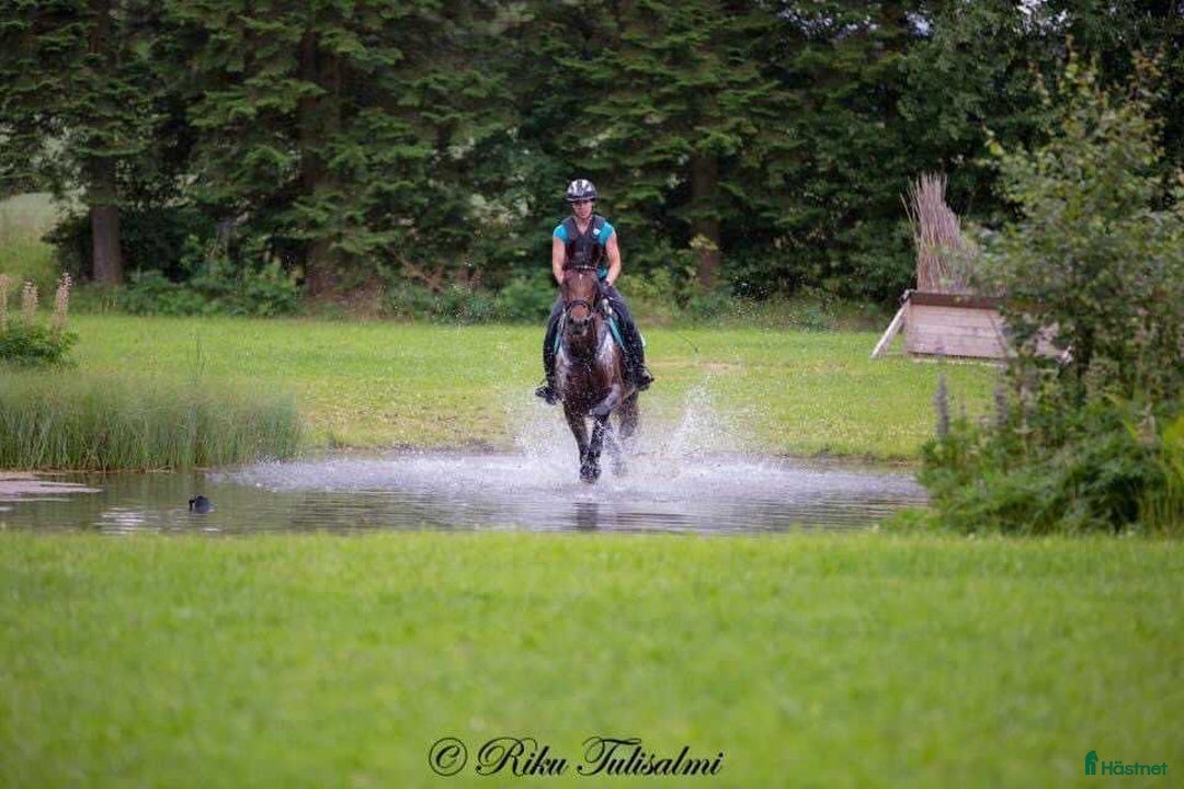 Hoppning hästar till salu: Välriden hopphäst med charmig personlighet i Södra Sandby - Annons 2