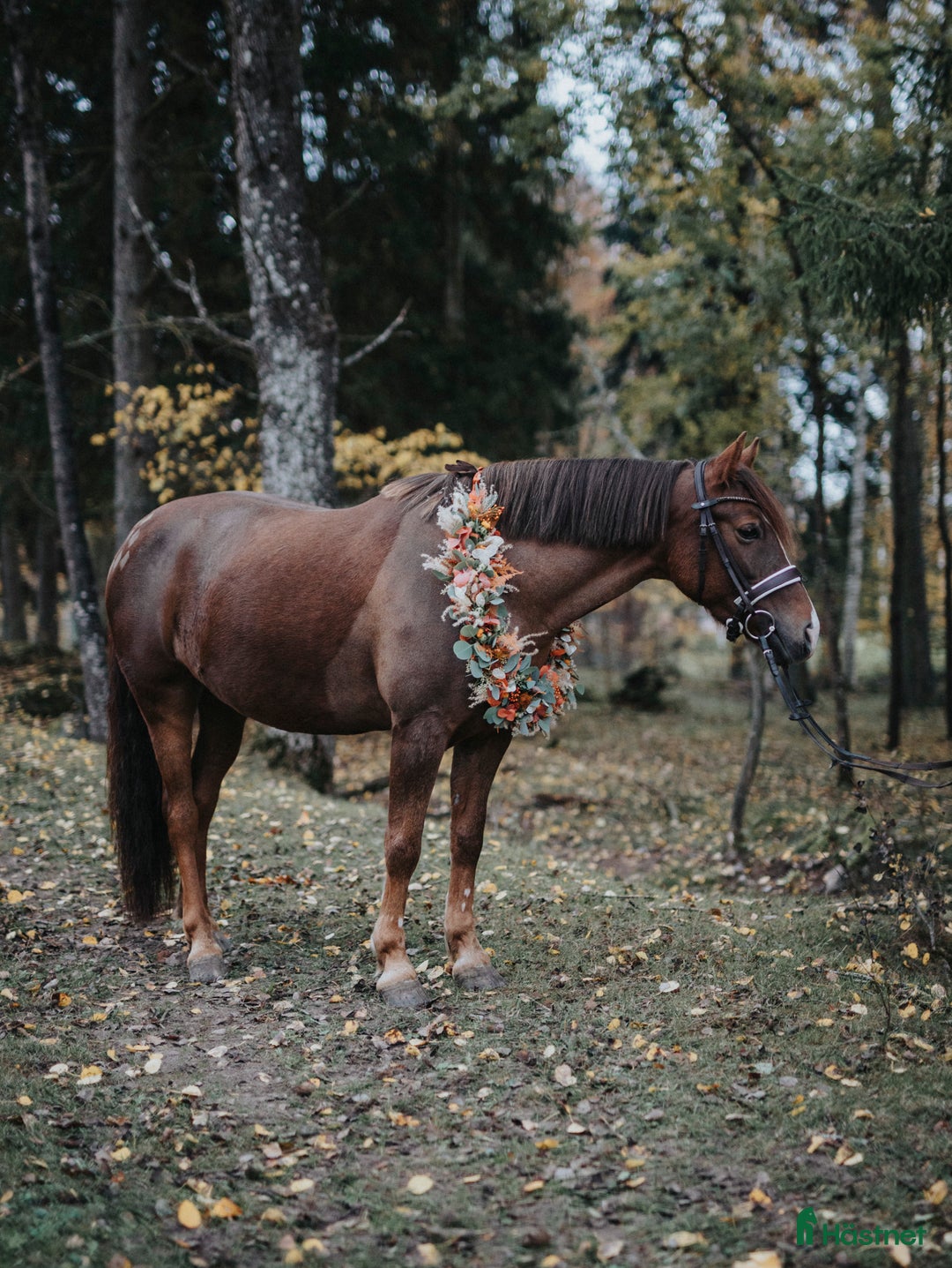 Allround hästar till salu: Ljuvligt fux-sto - en riktig prinsessa! D-ponny i Tidaholm - Annons 2