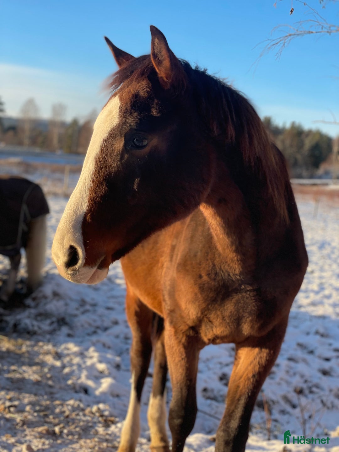 Dressyr hästar till salu: Charmig & snygg hingst -24 e. Racoon - Topaasch 🌟 i Saxdalen - Annons 4