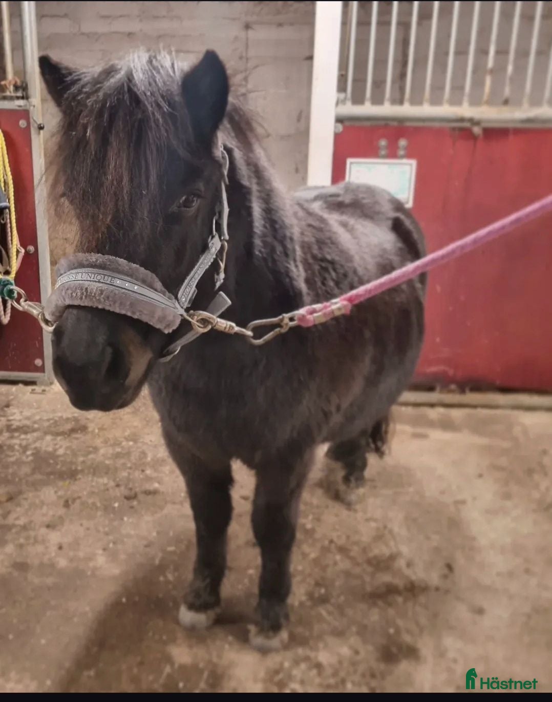  hästar Snällt shettissto ❤️  - Annons 2