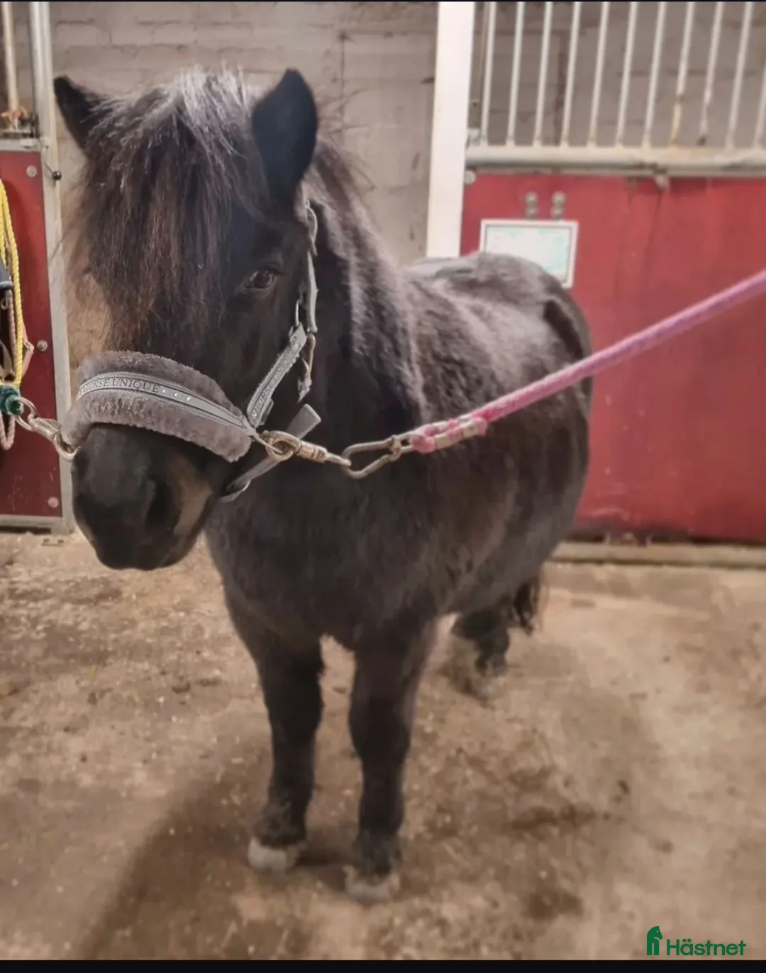 Allround hästar till salu: Snällt shettissto ❤️  - Annons 2