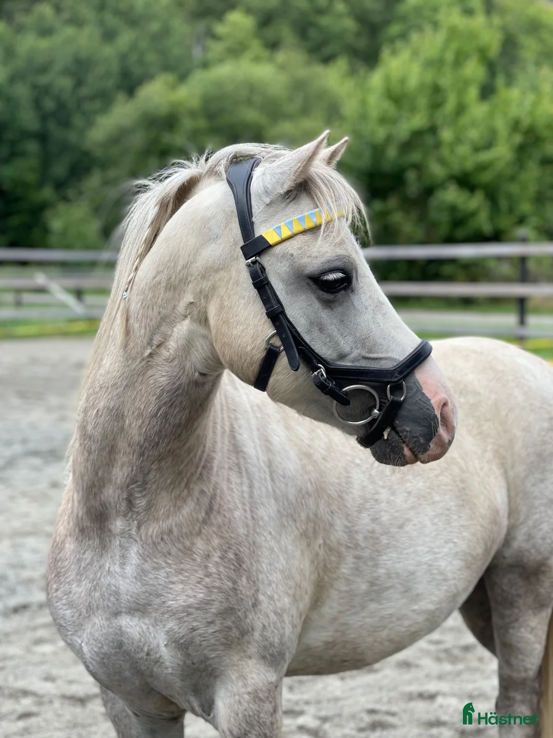 Allround hästar till salu: Vår sagoponny är till salu - Annons 1