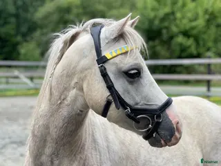 hästar Vår sagoponny är till salu - Annons 6