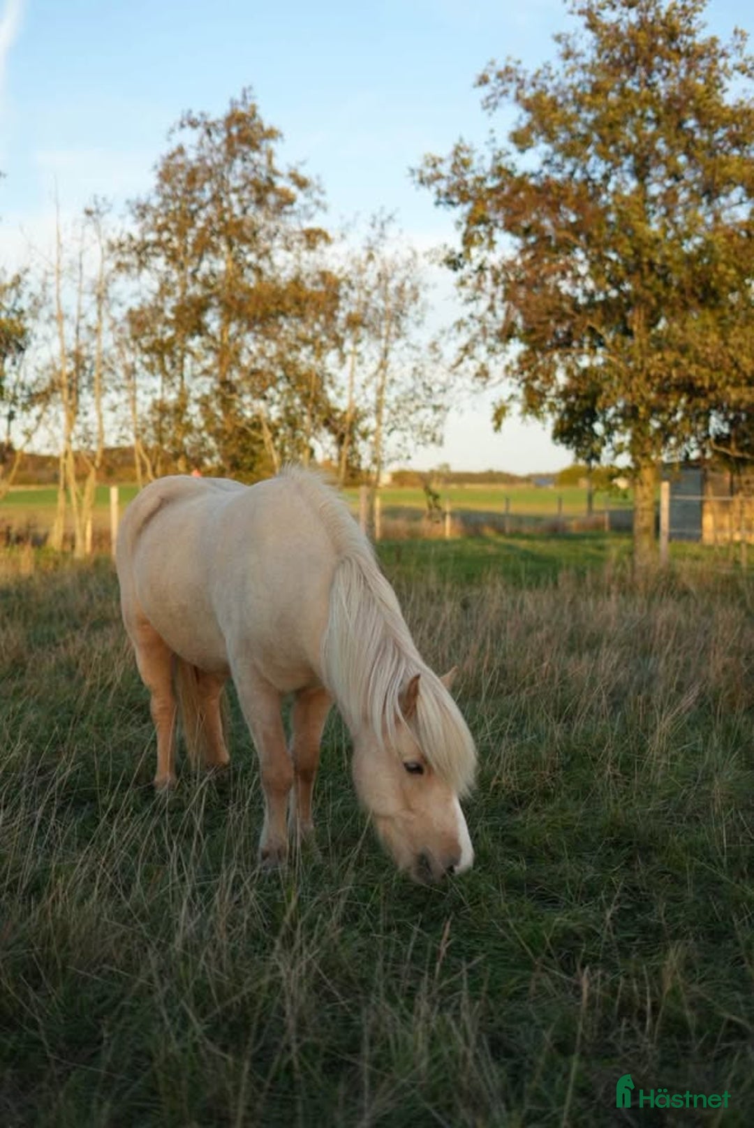  stallplats finnes: Lösdrift åt dräktigt sto/pensionär/konvalescent i Vallåkra - Annons 2