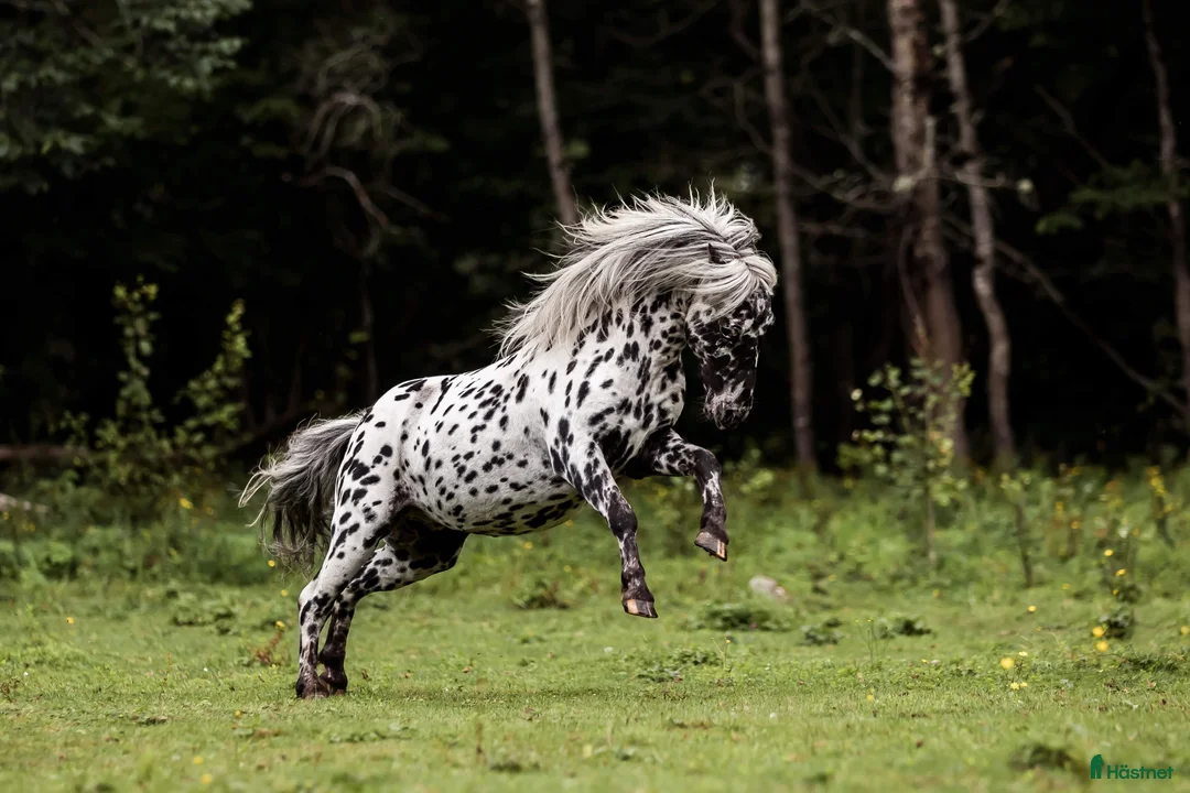 Allround hästar till salu: Intressekoll på Wow-ponnyn i Stöllet - Annons 1