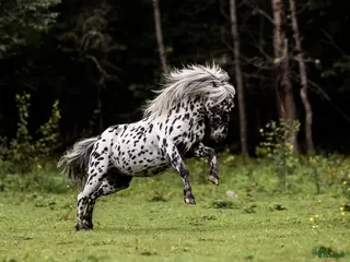 hästar Intressekoll på Wow-ponnyn i Stöllet - Annons 1