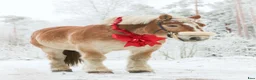 Allround hästar till salu: Bytes – Ardenner med stor utvecklingspotential - Annons 4