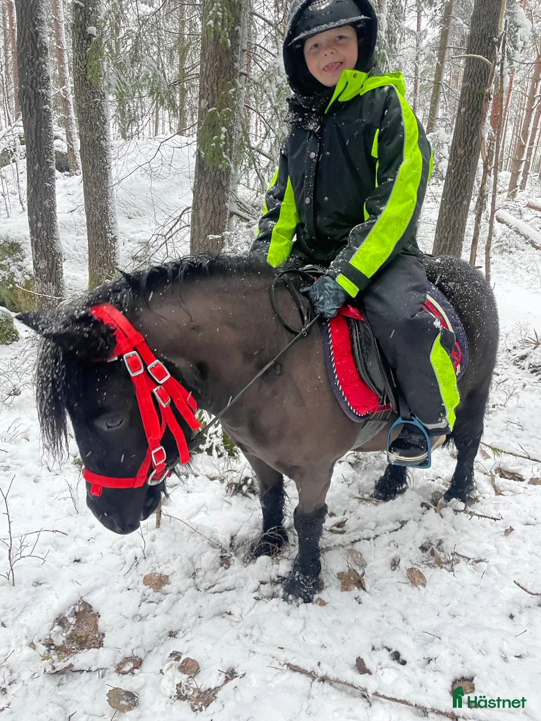 Sällskap hästar till salu: Social glad tjej i Eskilstuna - Annons 3