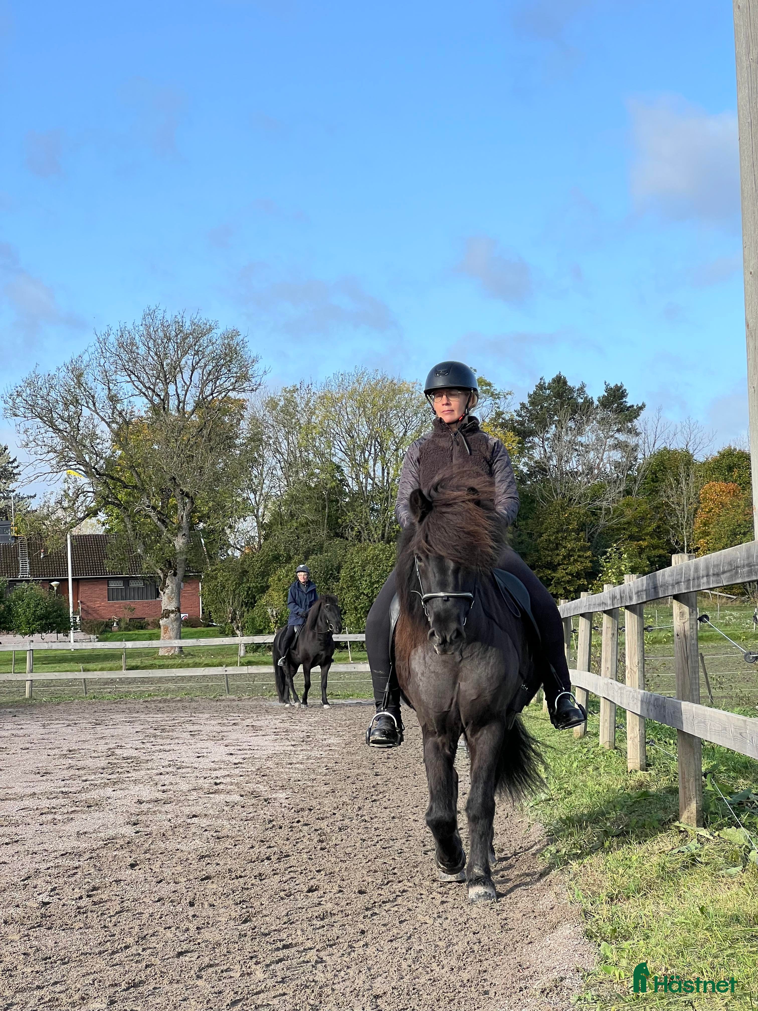  hästar Valack 16 år - Annons 4