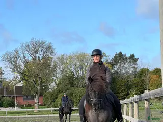 hästar Valack 16 år - Annons 4