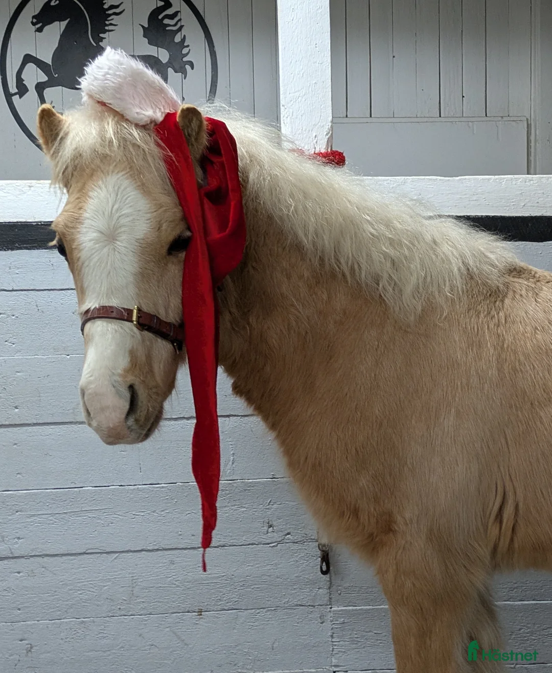 Allround hästar till salu: Vacker Lovande Kille . - Annons 3