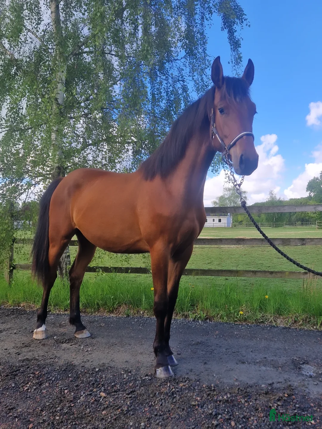 Hoppning hästar till salu: Lovande sto med toppstam ✨️ - Annons 2
