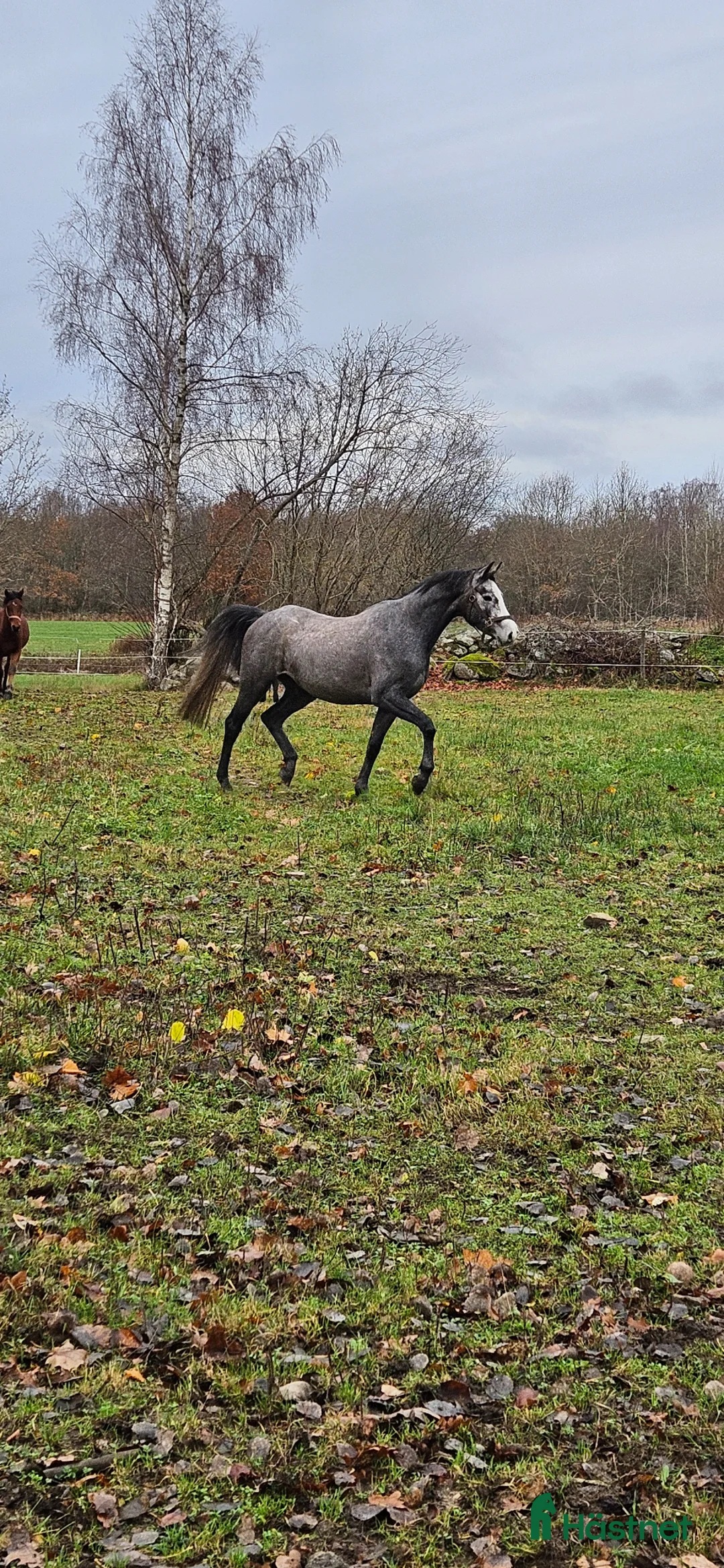Allround hästar till salu: Trevlig 4åring efter Dom perignon Z - Annons 5