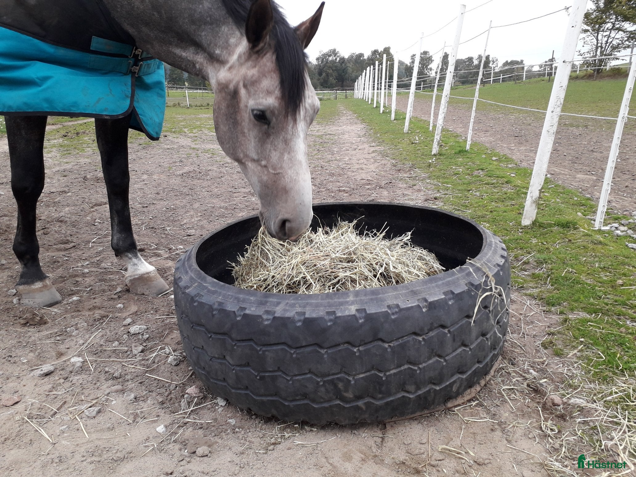 Övrig Hästutrustning hästutrustning till salu: Däck till foder  i Skurup - Annons 7