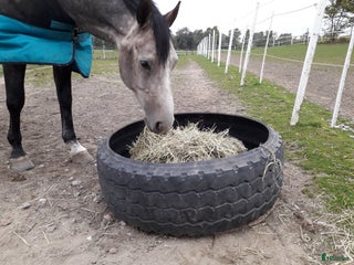 Övrig Hästutrustning hästutrustning till salu: Däck till foder i Skurup - Annons 2