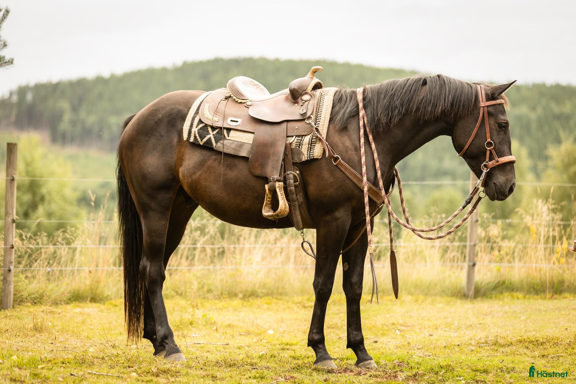 Western hästar till salu: Quarter horse, valack, 3år - Annons 3