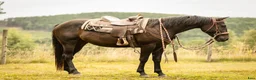 Western hästar till salu: Quarter horse, valack, 3år - Annons 1