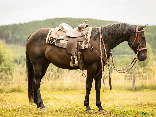 hästar Quarter horse, valack, 3år - Annons 1