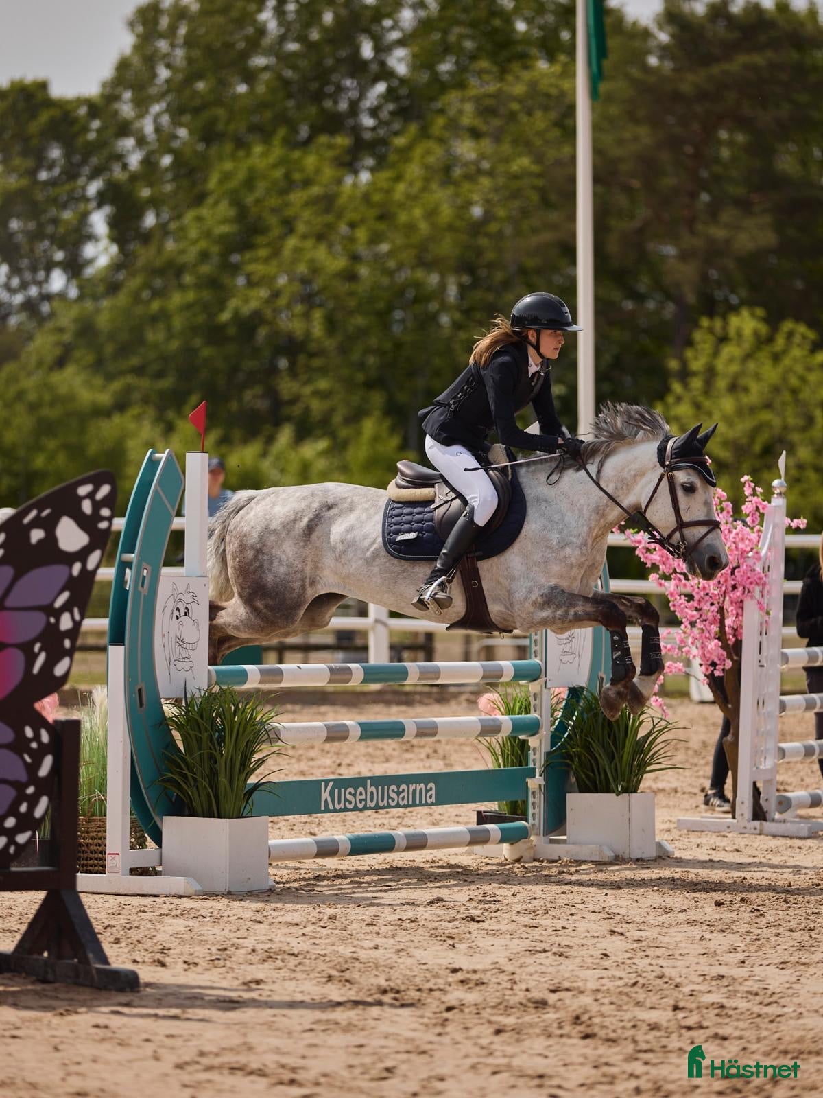 hästar Perfekt första ponny eller tävlingskompis - Annons 17