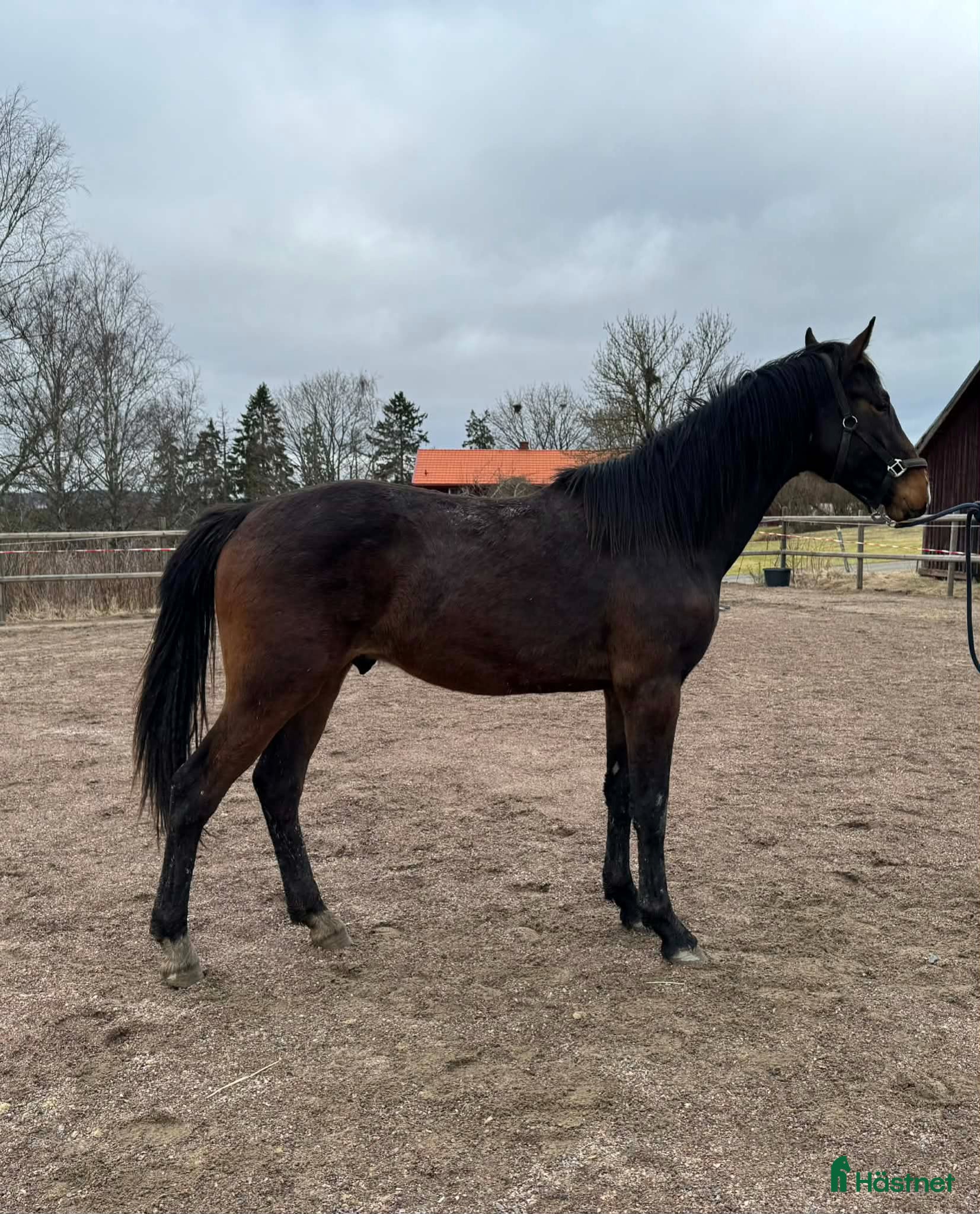  hästar Svenskfödd tvåårshingst e Don't Touch Tiji Hero - Annons 11