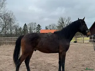 hästar Svenskfödd tvåårshingst e Don't Touch Tiji Hero - Annons 11