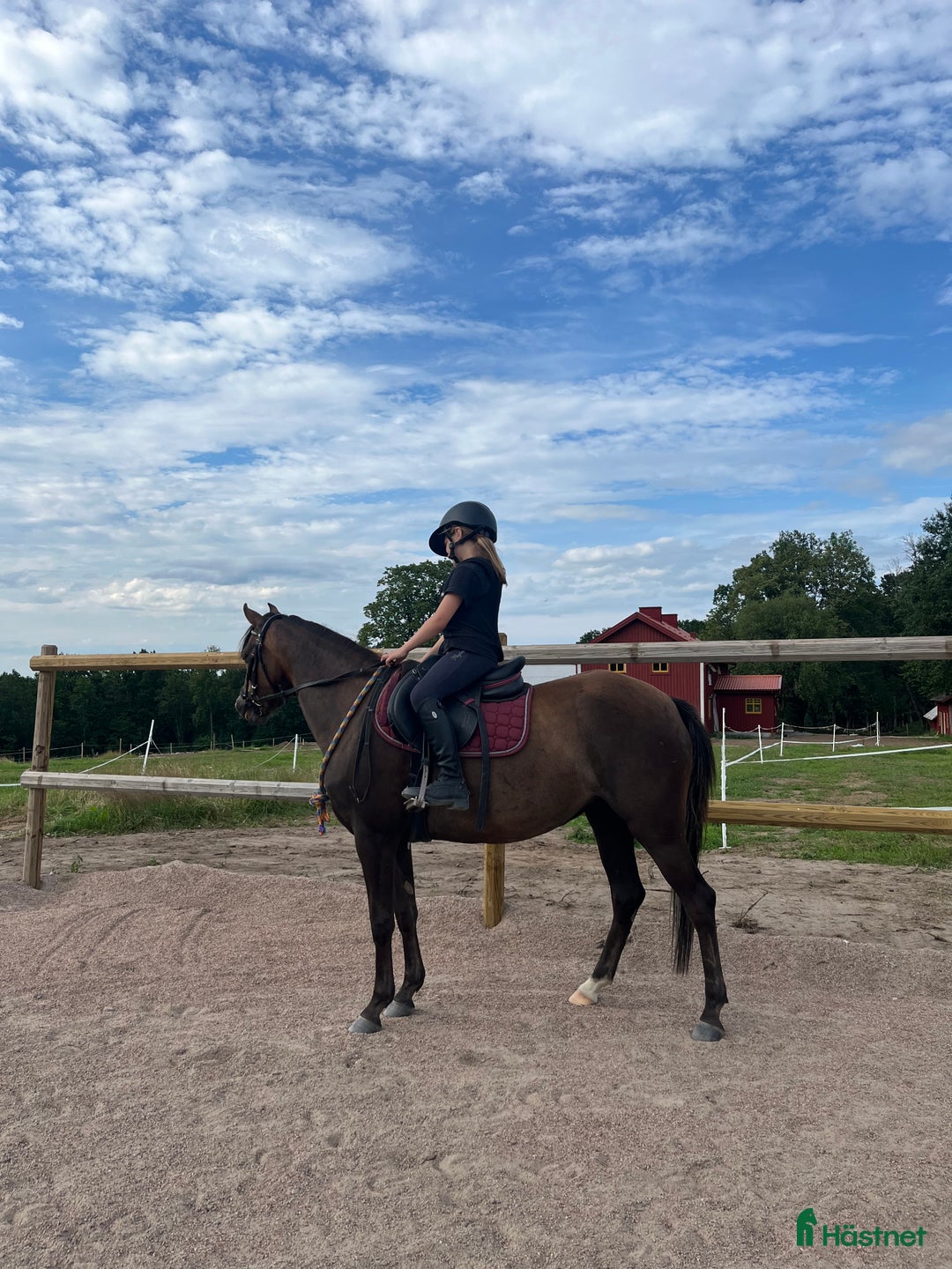 Allround hästar till salu: Ungponny att utvecklas med 🌸 i Gislaved - Annons 5