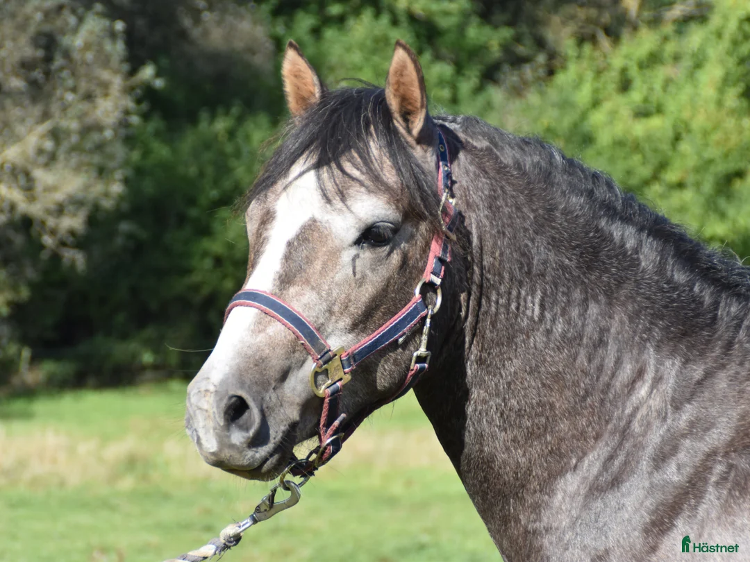 Hoppning hästar till salu: Kvalitetsponny med förärvningssäker stam, hoppning i Skivarp - Annons 3