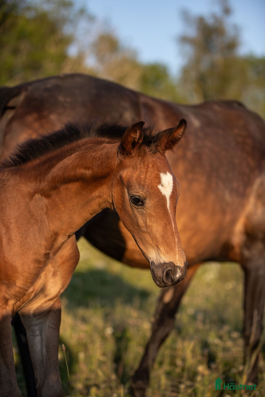 Dressyr hästar till salu: ⭐️ Hingstföl med karisma ⭐️ i Karlstad - Annons 9