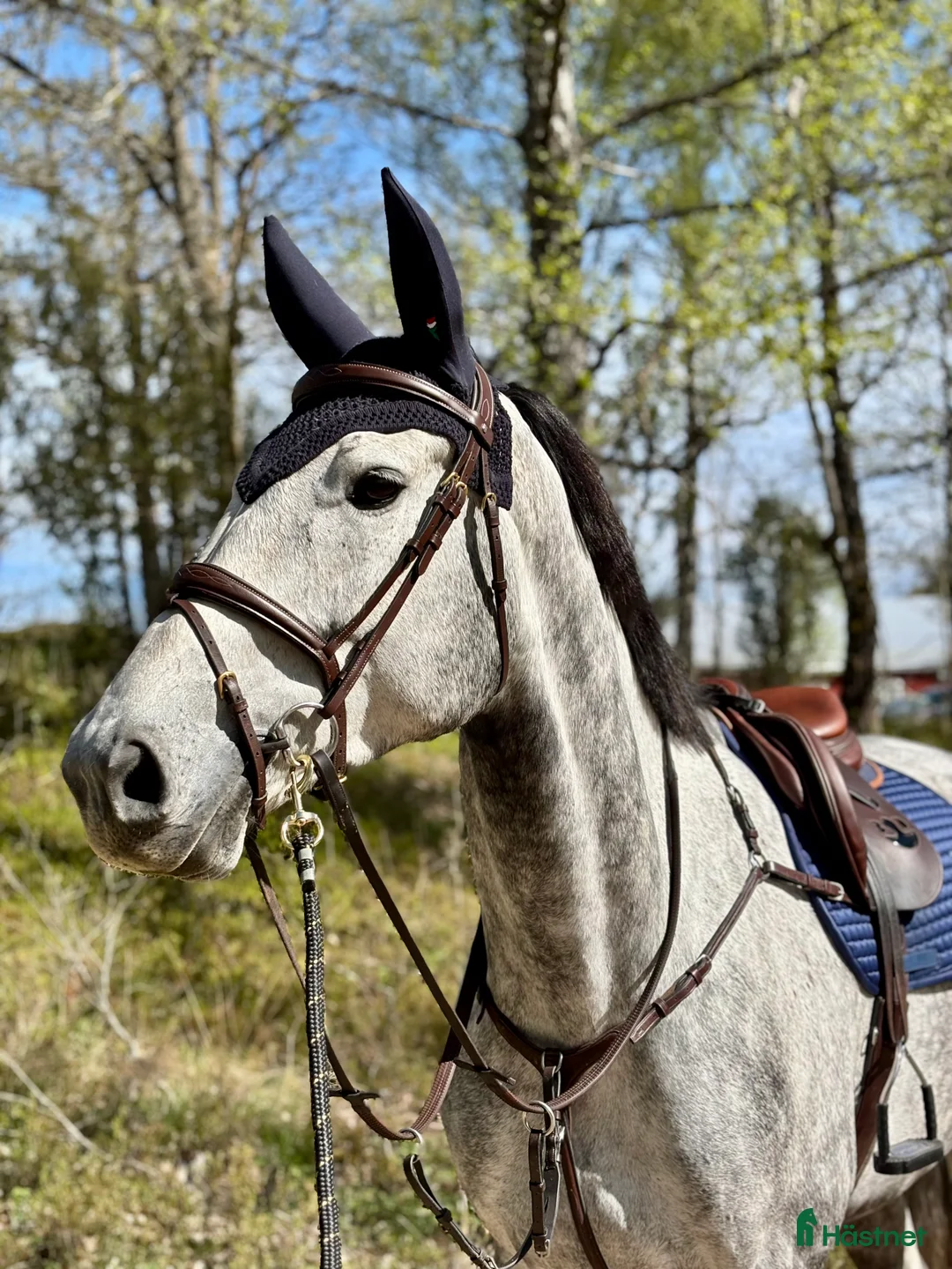 Allround hästar till salu: Halvblod med fantastisk hoppteknik i Lekeryd - Annons 2