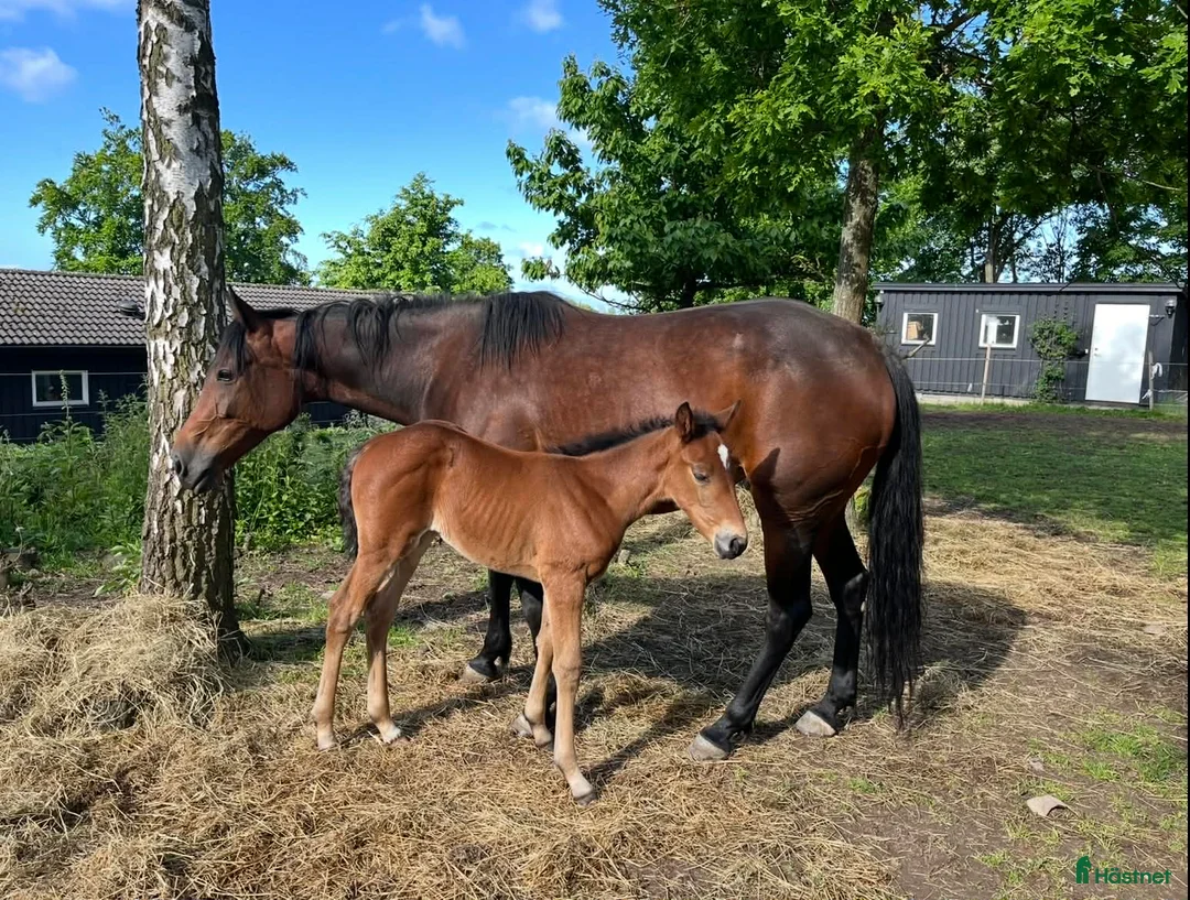 Avelshästar hästar till salu: Sällskap eller avelsto i Vallåkra - Annons 1