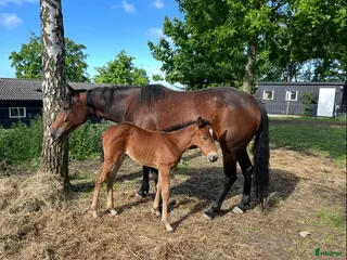 hästar Sällskap eller avelsto i Vallåkra - Annons 11