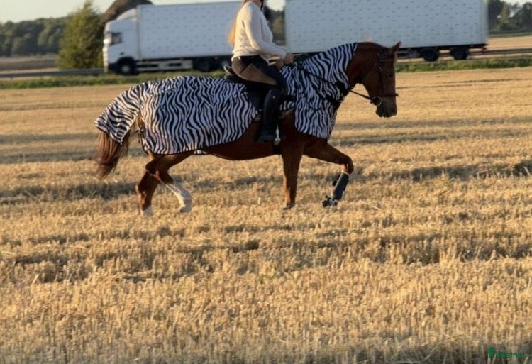  hästar Intressekoll - Annons 1